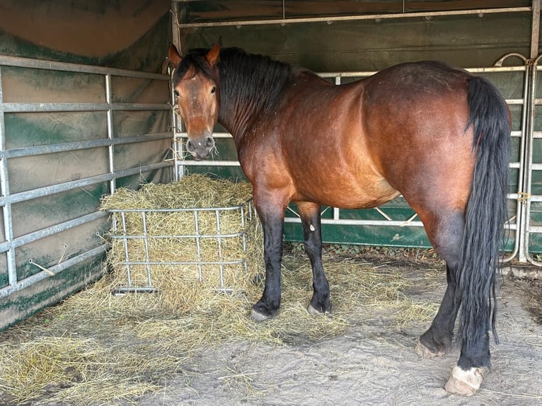 Polnisches Kaltblut Stute 4 Jahre 160 cm Brauner in Nebra