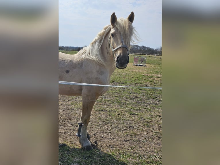 Polnisches Kaltblut Stute 4 Jahre 160 cm Palomino in Cuxhaven