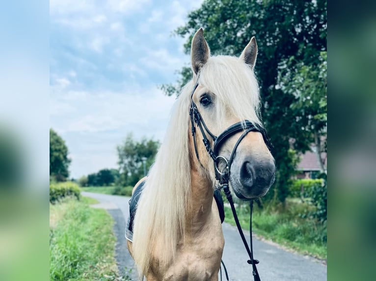 Polnisches Kaltblut Stute 4 Jahre 160 cm Palomino in Cuxhaven