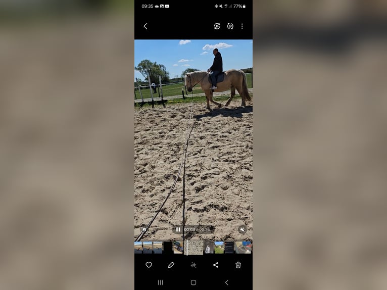Polnisches Kaltblut Stute 4 Jahre 160 cm Palomino in Cuxhaven