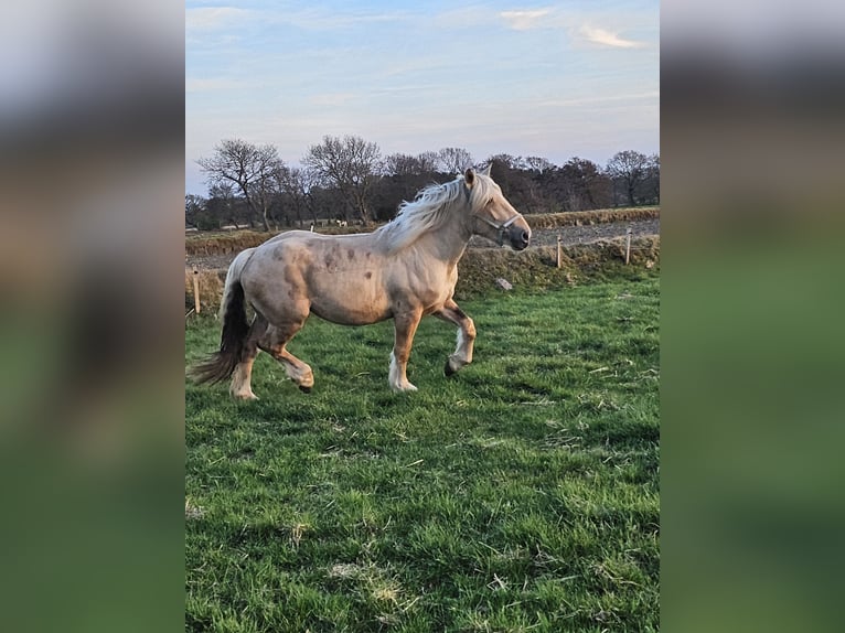 Polnisches Kaltblut Stute 4 Jahre 160 cm Palomino in Cuxhaven