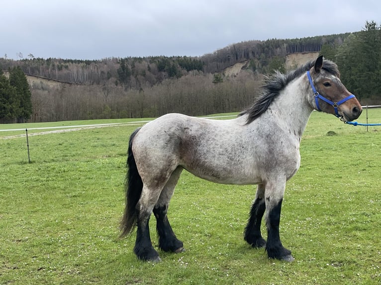 Polnisches Kaltblut Stute 4 Jahre 160 cm Rotschimmel in Fuchstal