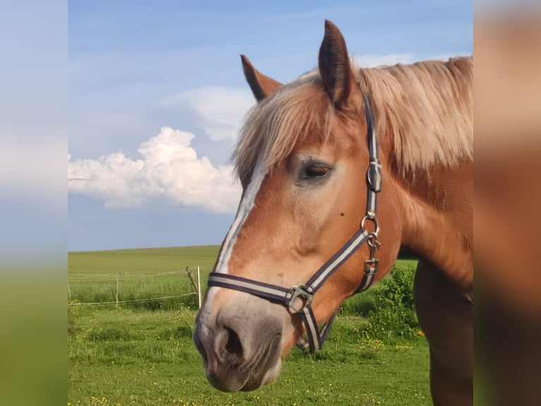 Polnisches Kaltblut Stute 4 Jahre 162 cm Falbe in Boxberg