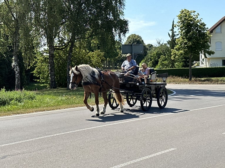 Polnisches Kaltblut Stute 4 Jahre 164 cm Fuchs in Riedlingen