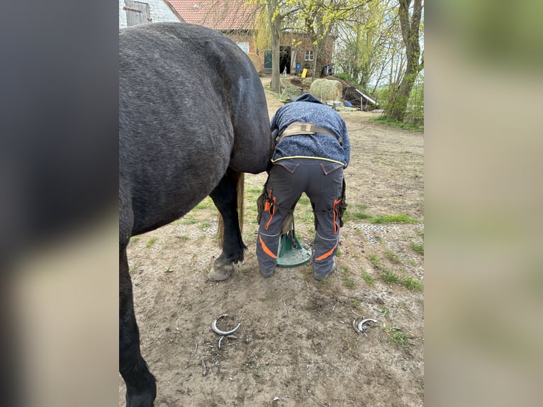 Polnisches Kaltblut Mix Stute 4 Jahre 169 cm  in BrahlstorfTeldau