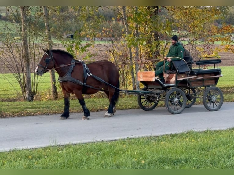 Polnisches Kaltblut Stute 5 Jahre 155 cm Brauner in Fuchstal