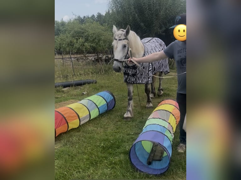 Polnisches Kaltblut Stute 5 Jahre 158 cm Schimmel in Geldern