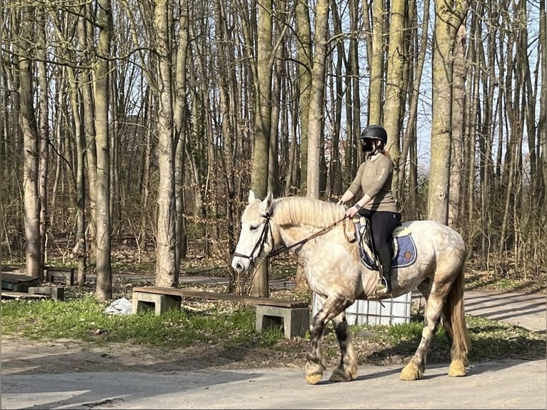 Polnisches Kaltblut Stute 5 Jahre 158 cm Schimmel in Geldern