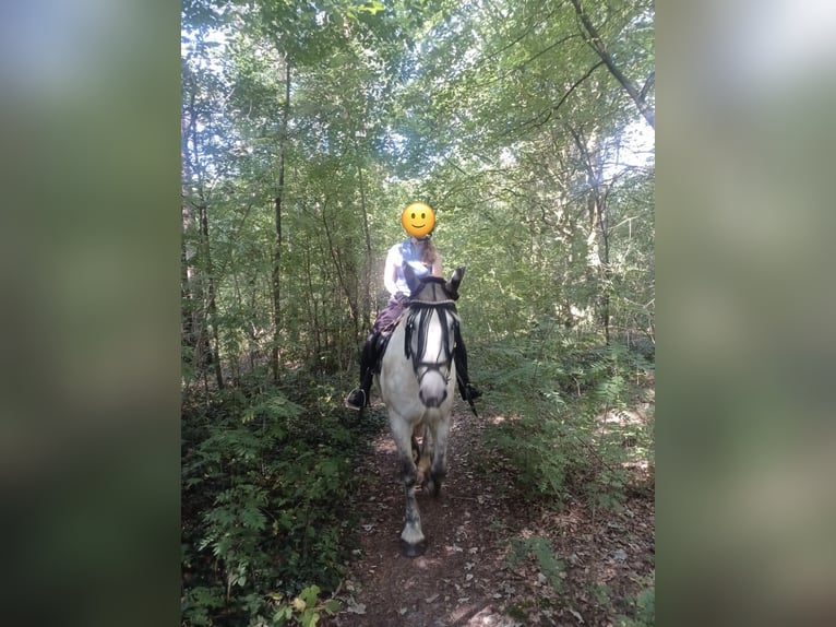 Polnisches Kaltblut Stute 5 Jahre 158 cm Schimmel in Geldern