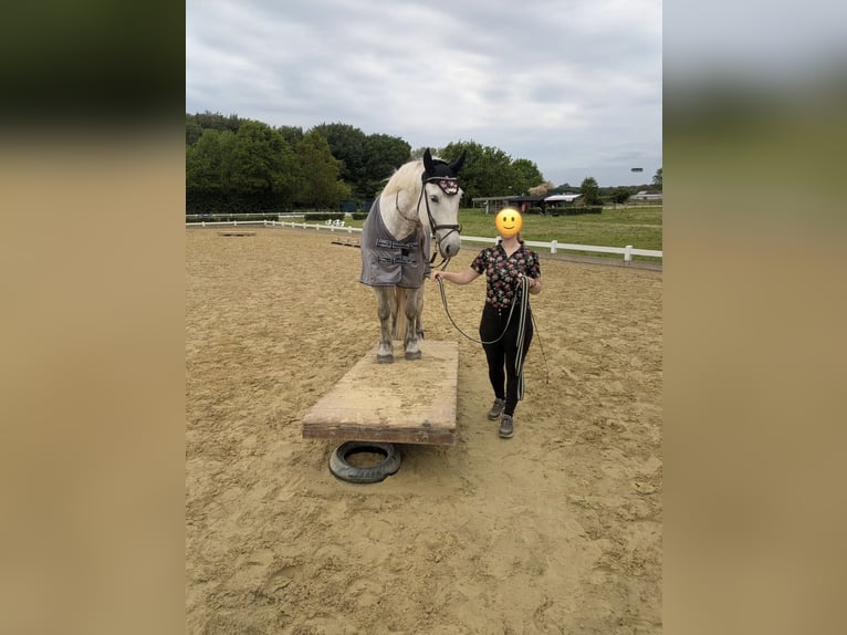 Polnisches Kaltblut Stute 5 Jahre 158 cm Schimmel in Geldern