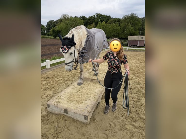 Polnisches Kaltblut Stute 5 Jahre 158 cm Schimmel in Geldern