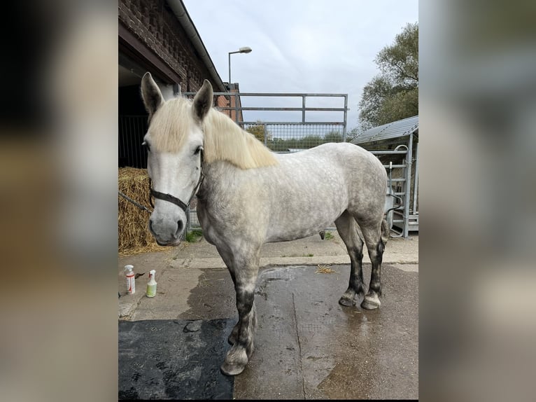 Polnisches Kaltblut Stute 5 Jahre 158 cm Schimmel in Geldern