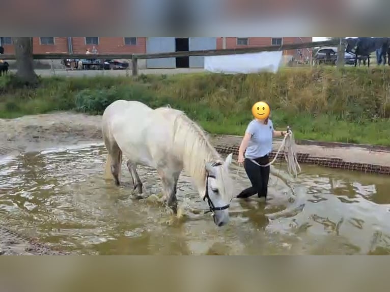 Polnisches Kaltblut Stute 5 Jahre 158 cm Schimmel in Geldern
