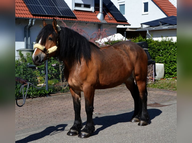 Polnisches Kaltblut Mix Stute 5 Jahre 160 cm Brauner in Bretten
