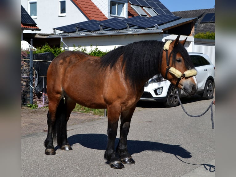 Polnisches Kaltblut Mix Stute 5 Jahre 160 cm Brauner in Bretten