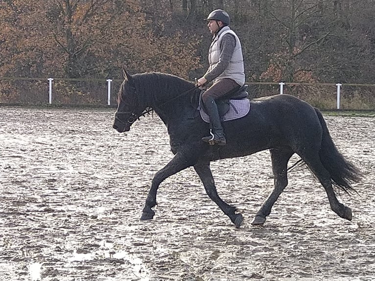 Polnisches Kaltblut Stute 5 Jahre 160 cm Rappe in Kamenz