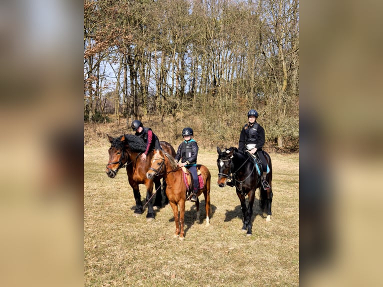 Polnisches Kaltblut Stute 5 Jahre 160 cm Rotbrauner in Gniezno