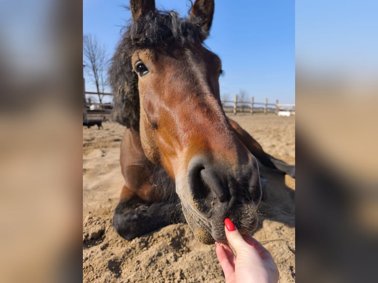 Polnisches Kaltblut Stute 5 Jahre 160 cm Rotbrauner in Gniezno