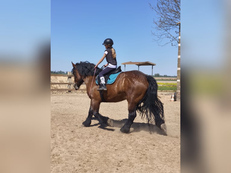 Polnisches Kaltblut Stute 5 Jahre 160 cm Rotbrauner in Gniezno