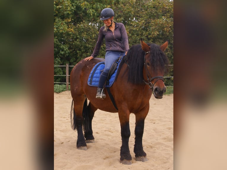 Polnisches Kaltblut Stute 5 Jahre 162 cm Brauner in Velpke