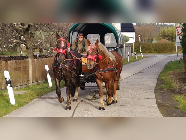 Polnisches Kaltblut Stute 5 Jahre 162 cm Fuchs in Kamenz