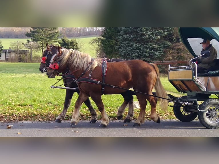 Polnisches Kaltblut Stute 5 Jahre 162 cm Fuchs in Kamenz