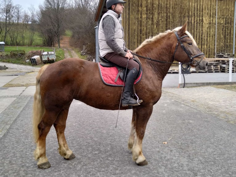 Polnisches Kaltblut Stute 5 Jahre 162 cm Fuchs in Kamenz