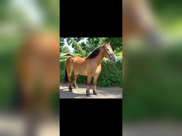 Polnisches Kaltblut Stute 5 Jahre 163 cm in Loxstedt