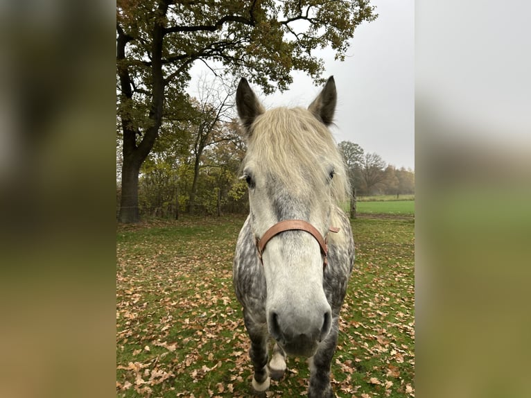 Polnisches Kaltblut Stute 6 Jahre 155 cm Schimmel in Woltersdorf