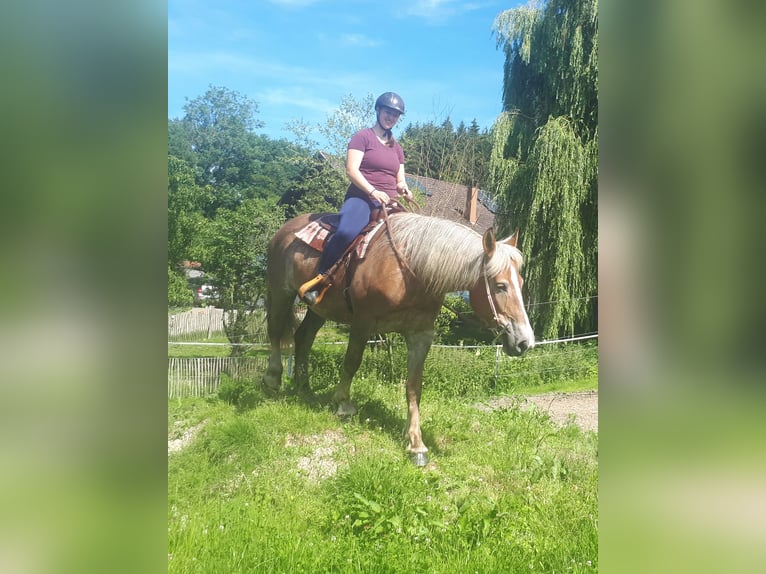 Polnisches Kaltblut Stute 6 Jahre 157 cm Fuchs in Bayerbach