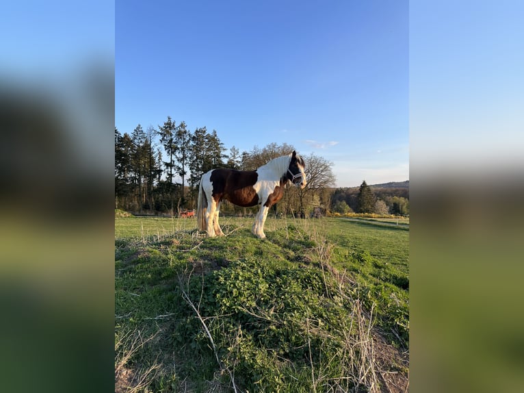 Polnisches Kaltblut Mix Stute 6 Jahre 158 cm Schecke in Wetzlar