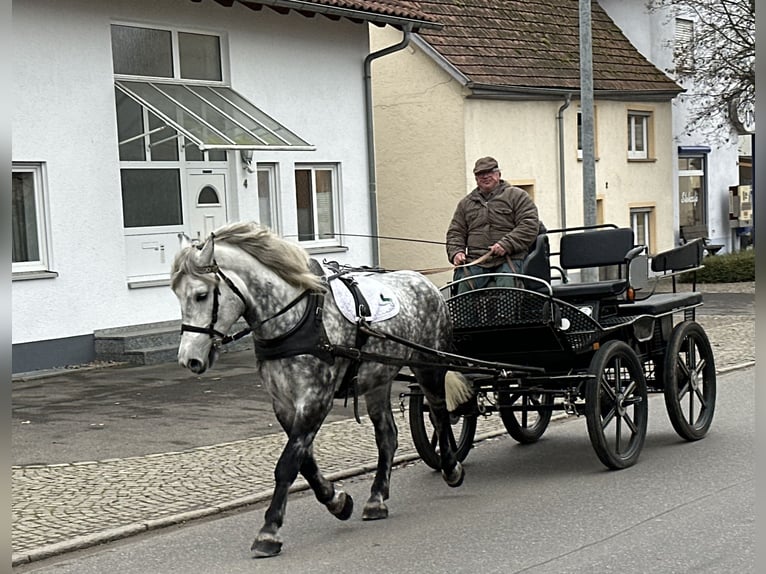 Polnisches Kaltblut Mix Stute 6 Jahre 160 cm Apfelschimmel in Riedlingen