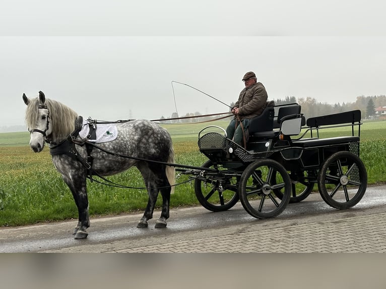 Polnisches Kaltblut Mix Stute 6 Jahre 160 cm Apfelschimmel in Riedlingen