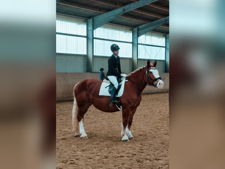 Polnisches Kaltblut Stute 6 Jahre 160 cm Fuchs in Nettetal
