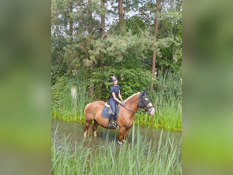Polnisches Kaltblut Stute 6 Jahre 160 cm Fuchs in Nettetal