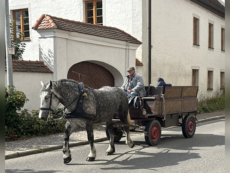 Polnisches Kaltblut Stute 6 Jahre 164 cm Apfelschimmel in Riedlingen
