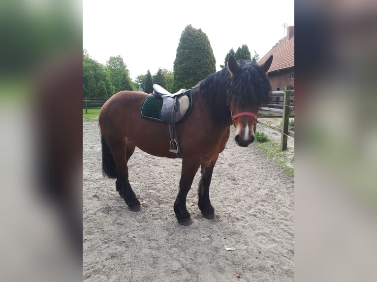 Polnisches Kaltblut Stute 6 Jahre 165 cm Dunkelbrauner in Emsbüren