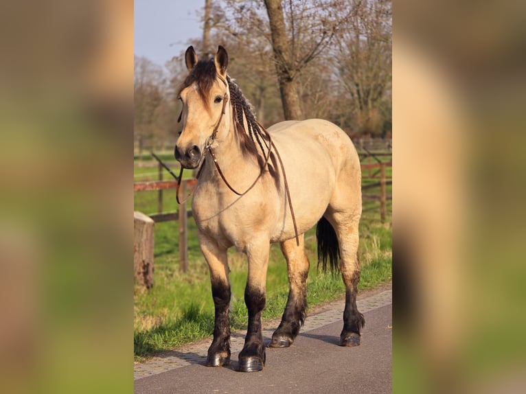 Polnisches Kaltblut Stute 6 Jahre 165 cm Falbe in Someren