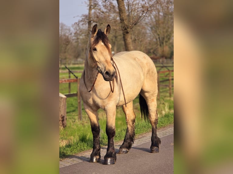 Polnisches Kaltblut Stute 6 Jahre 165 cm Falbe in Someren