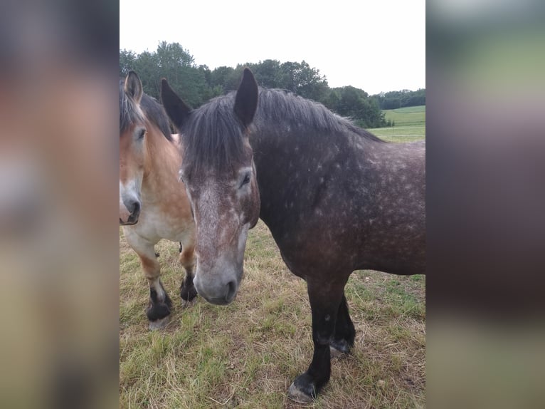 Polnisches Kaltblut Stute 6 Jahre 165 cm Fliegenschimmel in Hartenstein