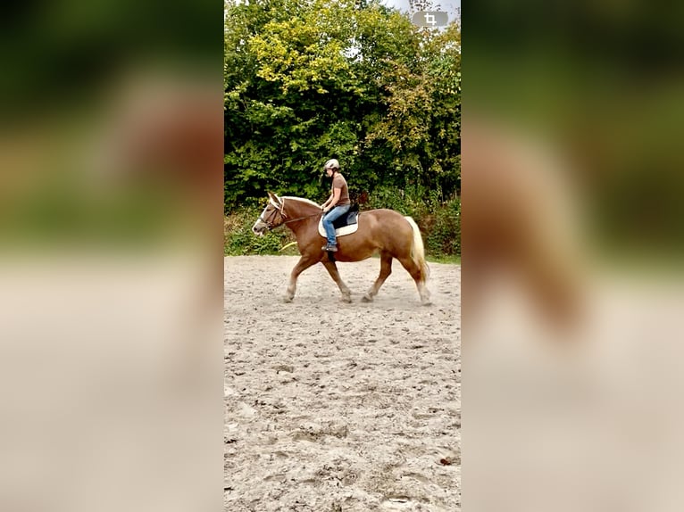 Polnisches Kaltblut Stute 6 Jahre 165 cm Fuchs in GleichenGleichen
