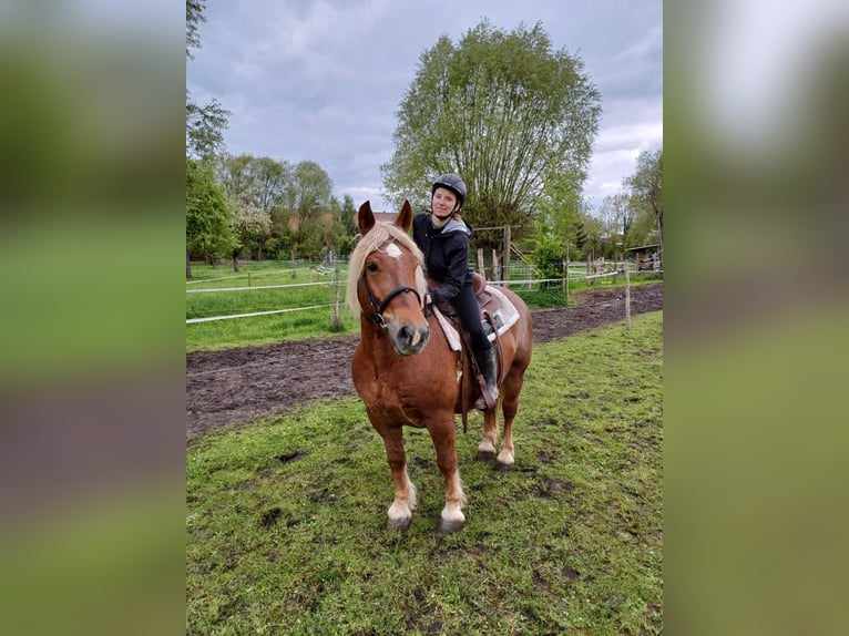 Polnisches Kaltblut Stute 7 Jahre 145 cm Fuchs in Steuden