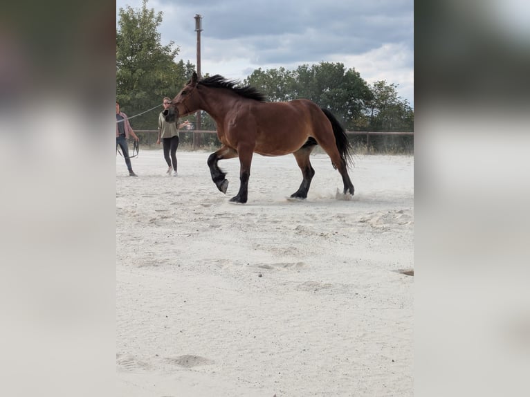 Polnisches Kaltblut Stute 7 Jahre 159 cm Brauner in Pohlheim
