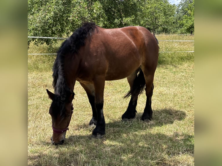 Polnisches Kaltblut Stute 7 Jahre 159 cm Brauner in Pohlheim