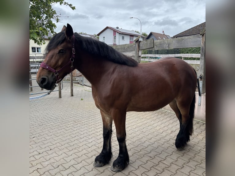 Polnisches Kaltblut Stute 7 Jahre 159 cm Brauner in Pohlheim