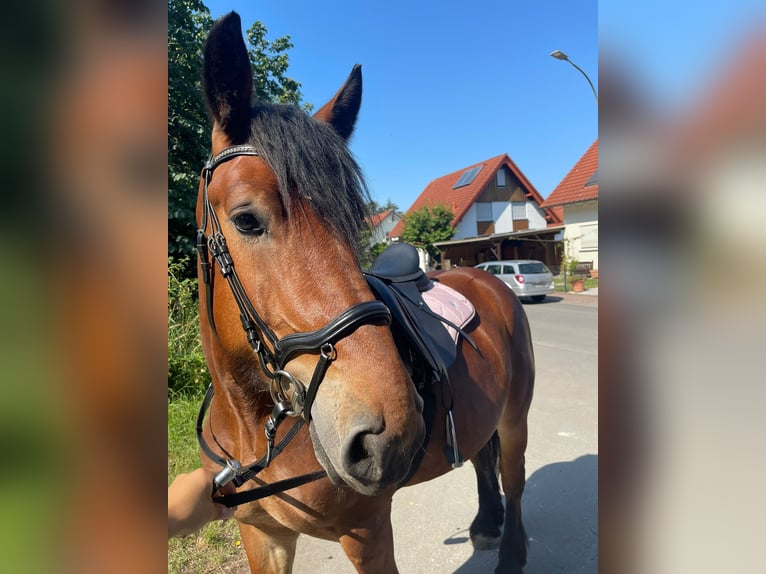 Polnisches Kaltblut Stute 7 Jahre 159 cm Brauner in Pohlheim