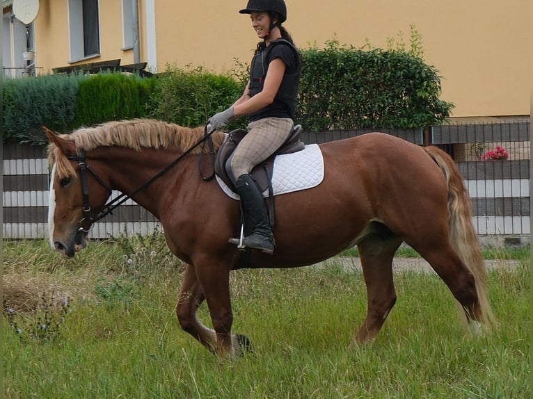 Polnisches Kaltblut Stute 7 Jahre 160 cm Fuchs in Buttstädt