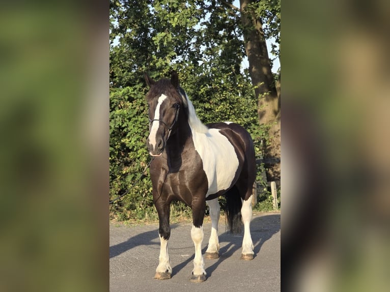 Polnisches Kaltblut Stute 7 Jahre 161 cm Schecke in Weert
