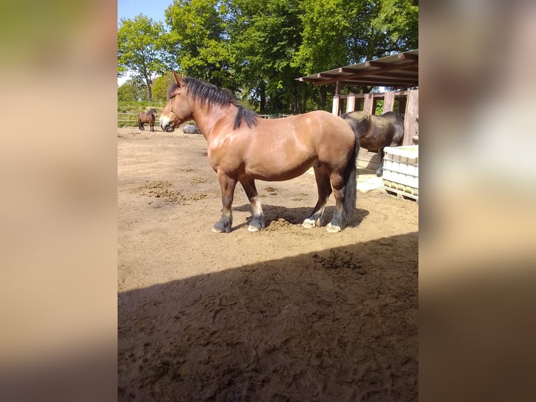 Polnisches Kaltblut Stute 7 Jahre 162 cm  in Bremerhaven