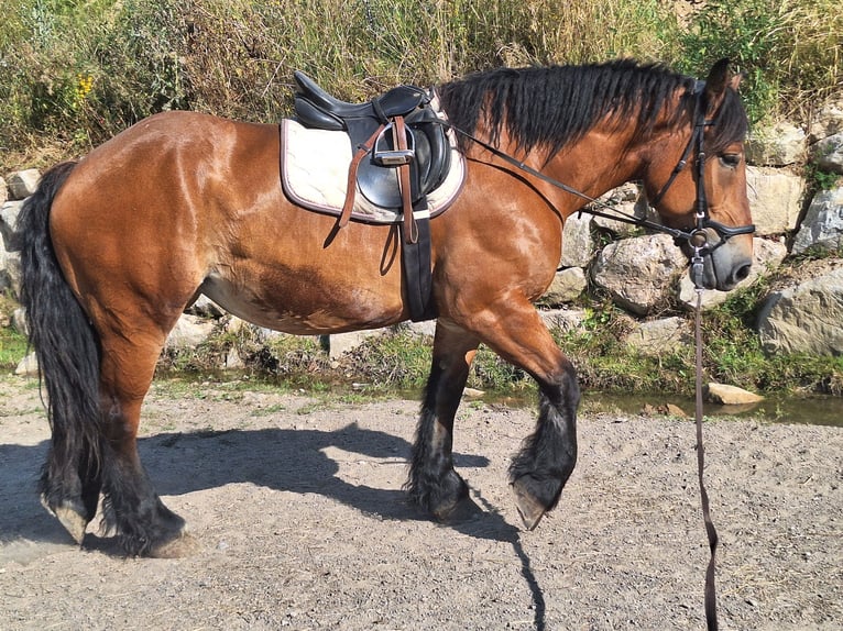 Polnisches Kaltblut Stute 7 Jahre 165 cm Brauner in Todtnau